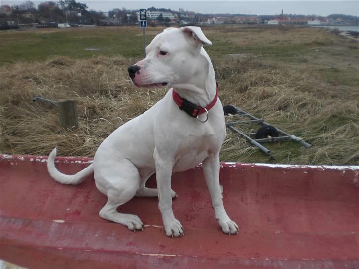 Blanding af racer Emma "dogo/ amr. bulldog" - Emma på stranden den 29-01-09 billede 11