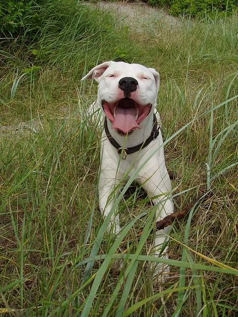 Blanding af racer Emma "dogo/ amr. bulldog" - Munden billede 12