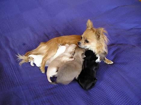 Chihuahua Baloo - Baloo med sin mor og søskende :) Han er den lille prop i midten billede 3