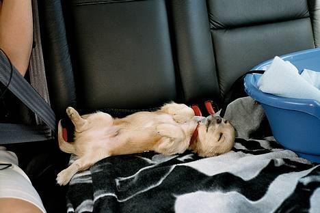 Chihuahua Baloo billede 4