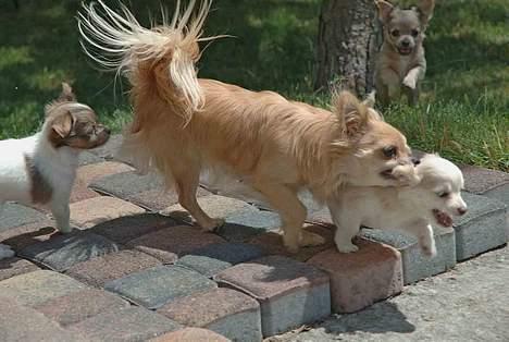 Chihuahua Baloo - Ude at lege med mor.. Baloo kommer springende i baggunden billede 5