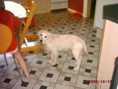 Golden retriever lady billede 5