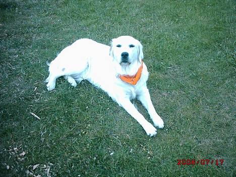 Golden retriever lady billede 7