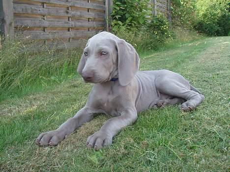 Weimaraner Sønderskovens Dalton - Er der ikk nogen der vil lege....??? billede 1
