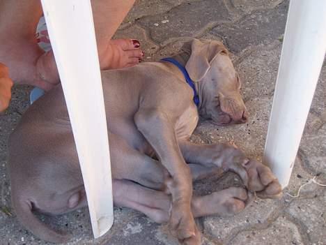 Weimaraner Sønderskovens Dalton - Gå væk... Jeg sover... billede 2