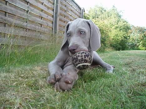 Weimaraner Sønderskovens Dalton - Hvad...??? Har jeg noget mellem tænderne...??? billede 3