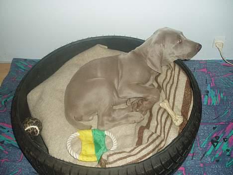 Weimaraner Sønderskovens Dalton - Han sagde "dæk"... (:-)) billede 4