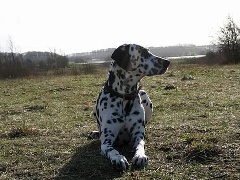 Dalmatiner Rico billede 8