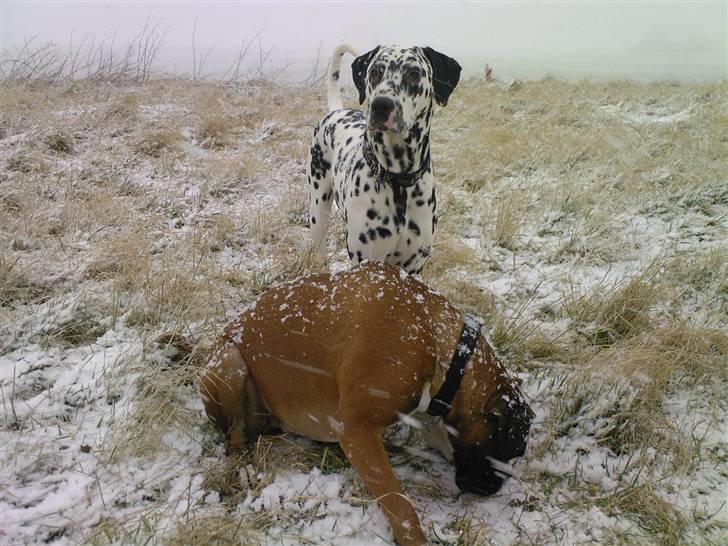 Dalmatiner Rico billede 9