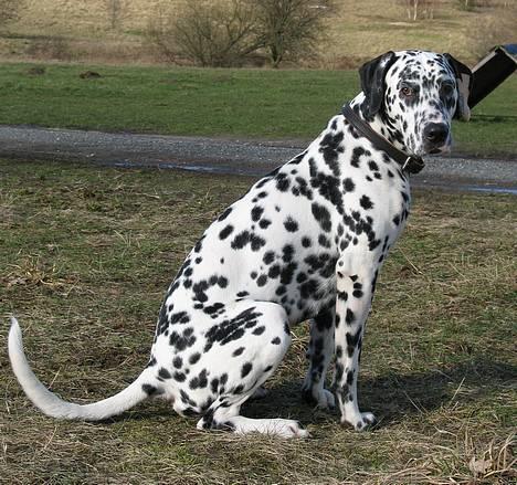 Dalmatiner Rico billede 10