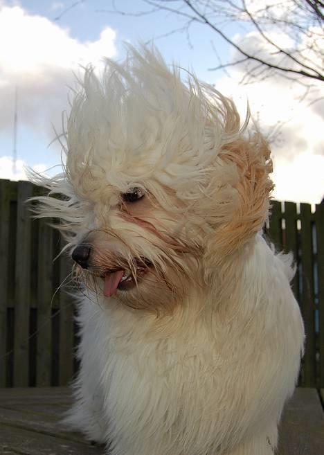 Coton de tulear Valde - Coton eller kakadue? billede 1