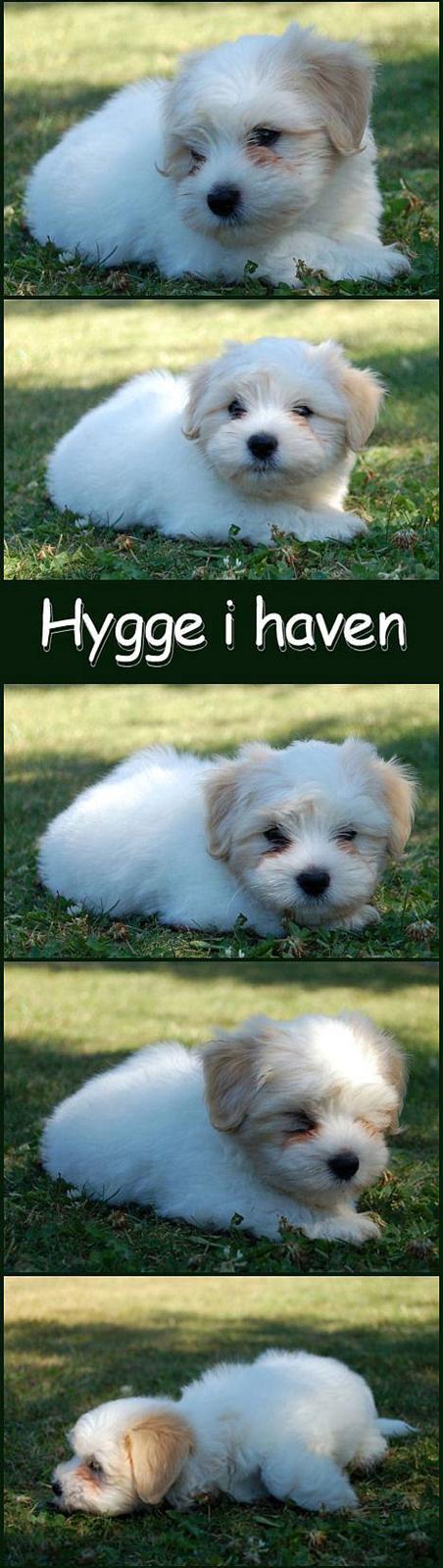 Coton de tulear Valde - Der er mange ting at holde øje med når man ligger og slapper af. Man kan godt blive lidt søvning af det :) billede 2