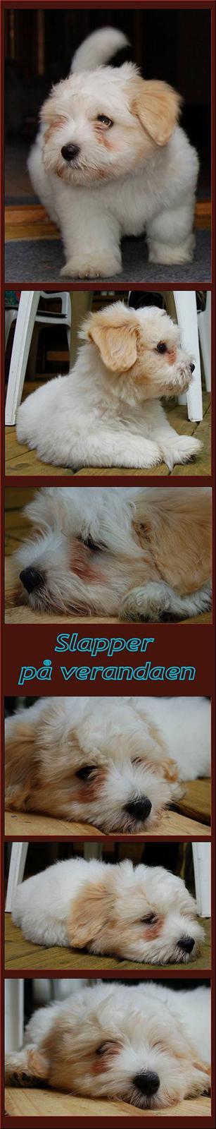 Coton de tulear Valde - Så er det tid til en morfar, og vejret er jo godt, så jeg snupper den på verandaen :) billede 5