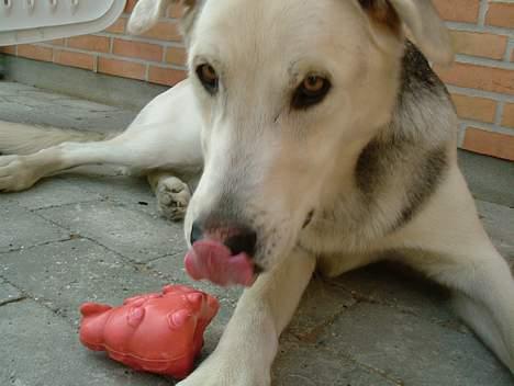 Blanding af racer Zacho..  - ad ad (; billede 19