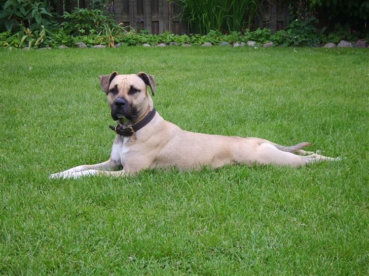 Amerikansk staffordshire terrier Bella billede 13