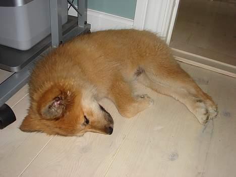 Islandsk fårehund Mysla (udtales "Misla") - Træt igen :-) billede 12