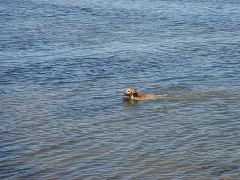 Islandsk fårehund Mysla (udtales "Misla") - Første rigtige svømmetur :-) billede 13