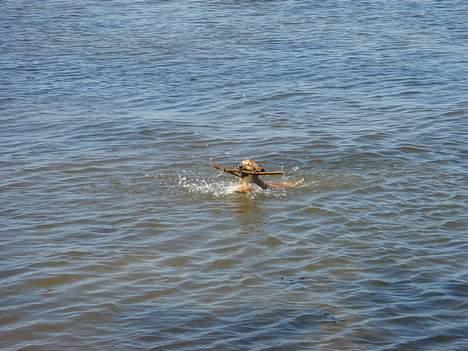Islandsk fårehund Mysla (udtales "Misla") - Kan også svømme tilbage med gren :-) billede 14