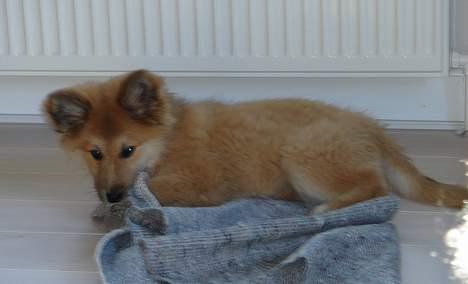 Islandsk fårehund Mysla (udtales "Misla") - Bider ikk i stykker, sutter bare :-) billede 15