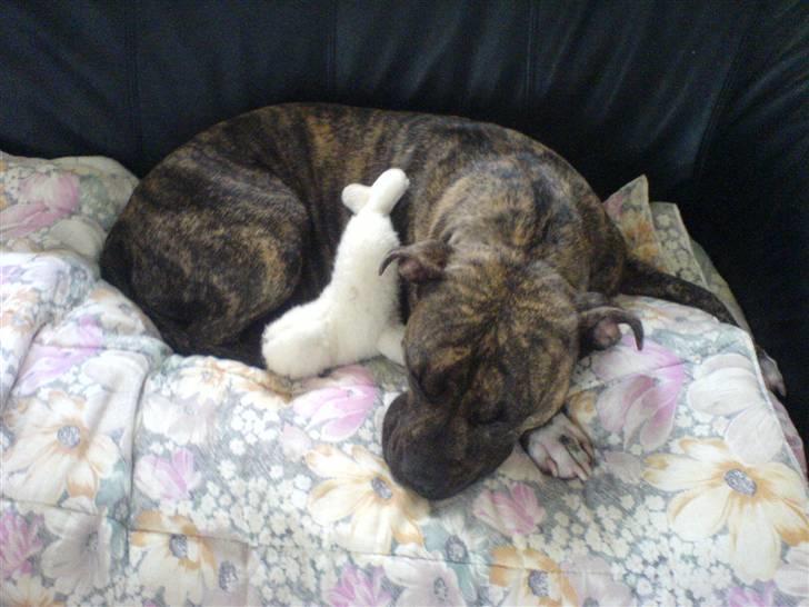 Amerikansk staffordshire terrier Zera(ny ejer Janni) - Afslapning med min dejlige bamse billede 1