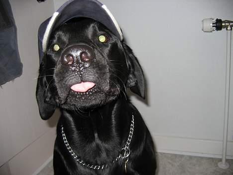 Labrador retriever Nemo billede 15