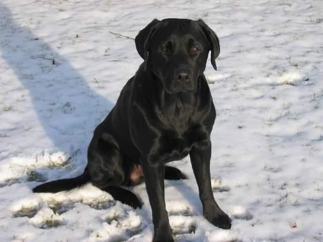 Labrador retriever Nemo billede 16