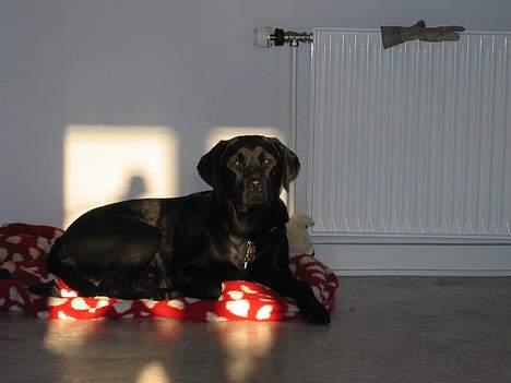 Labrador retriever Nemo billede 17