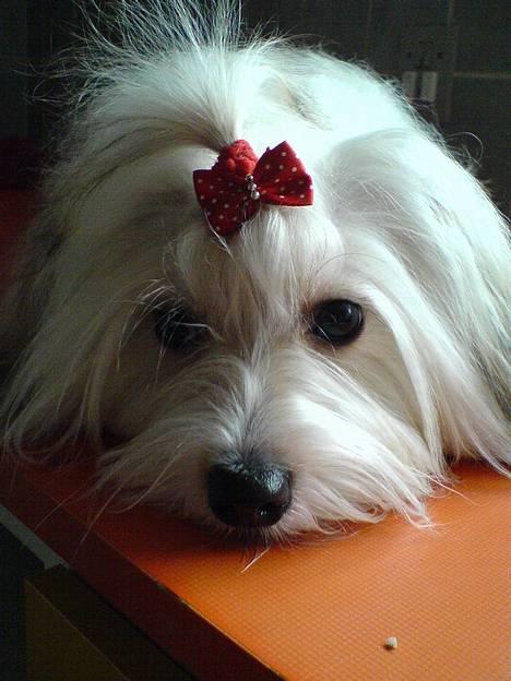 Coton de tulear Trille  - Trille billede 1