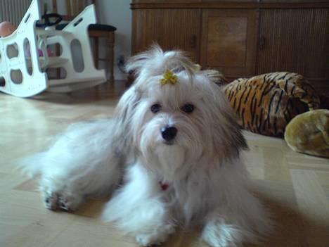 Coton de tulear Trille  - Cirkus Coton´s Trille billede 2