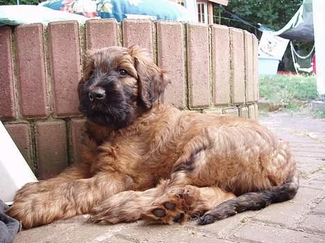 Briard Wilma Victoria - 1. Juli...så er det snart afgang til Danmark med min nye familie - 8 uger gammel billede 1