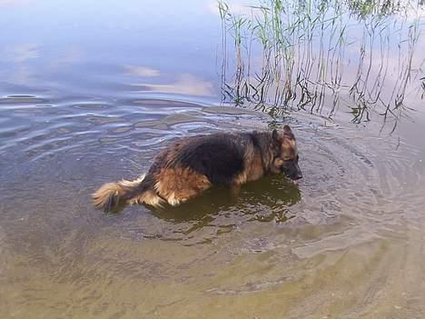 Schæferhund Daisy - daisy ude og bade i søen ude ved hestene :D billede 2