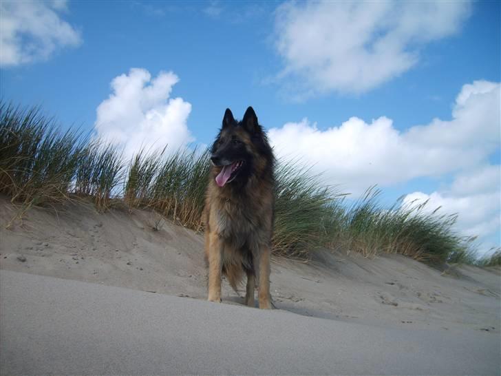 Tervueren Chacami Dess * Himmelhund - Ved vesterhavet juni 2008 billede 4