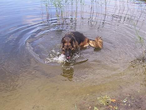 Schæferhund Daisy - plasker rundt i vandet mens pigerne rider :D billede 3