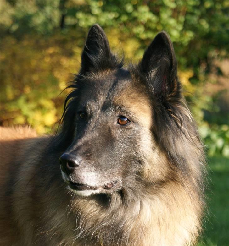 Tervueren Chacami Dess * Himmelhund - 02.10.08 ... Mor leger med det nye kamera billede 5