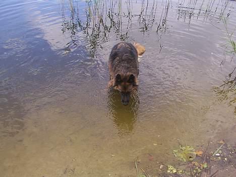 Schæferhund Daisy - hmm vand jubii billede 4