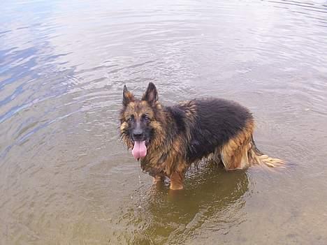 Schæferhund Daisy - se nu jeg våd mor _D billede 5