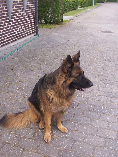 Schæferhund Daisy - hej sidder lige pg soler i indkørelsen billede 6