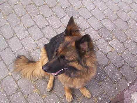 Schæferhund Daisy - uh hvad var det en fug`? en kat jeg kan jagte eller en hund at lege med? billede 7