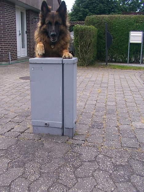 Schæferhund Daisy - hejsa :D det bare min dejlige legekas :D billede 8