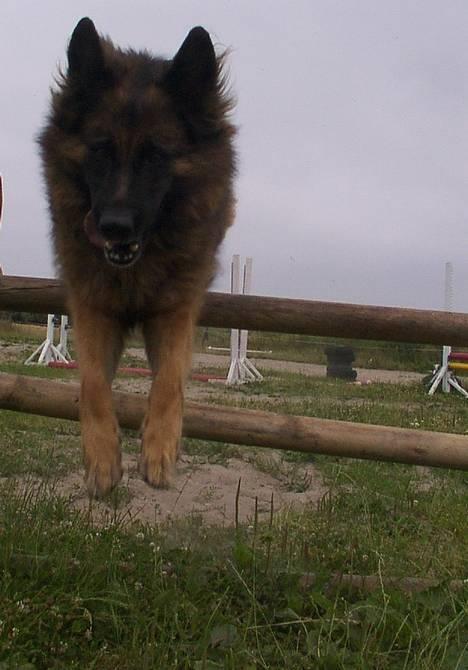 Schæferhund Daisy - springer over kassen wee :D lidt agilty kan vi stadig. ude ved hestene billede 9