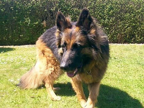 Schæferhund Daisy - ude i haven billede 11