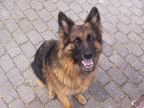 Schæferhund Daisy - hvad laver du deroppe mor billede 12