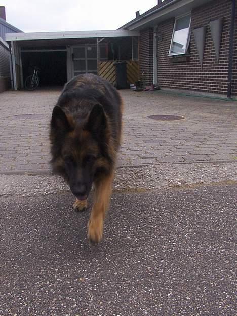 Schæferhund Daisy - løber lige ud på vejen og er hvad der sker billede 13