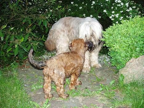 Briard Wilma Victoria - ...Og så ser vi hinanden an...Damn, blir jeg SÅ stor og behåret en gang??? billede 6