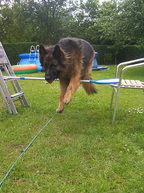 Schæferhund Daisy - wee kan stadig lidt agility i have :D  billede 14