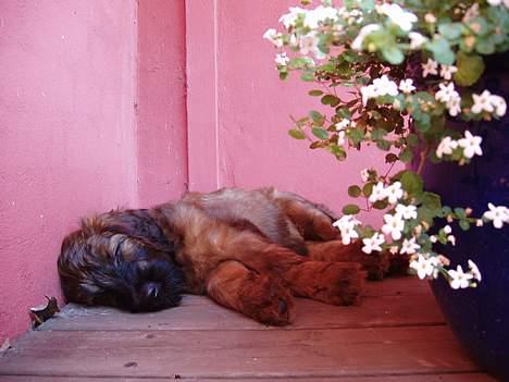 Briard Wilma Victoria - ZZZZZZZZZZZZZZZZZZZZZzzzzzzzzzzzzzzzzzzzz billede 7