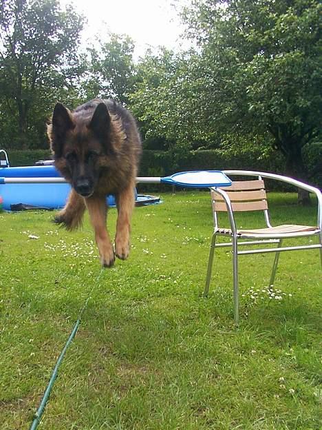 Schæferhund Daisy - wee billede 15