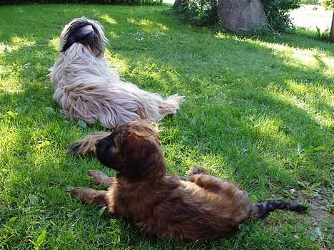 Briard Wilma Victoria - En lille slapper i sommervarmen - dag 2 i DK. billede 8