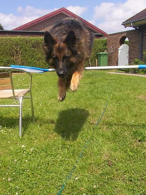 Schæferhund Daisy - wee hopper :D billede 16