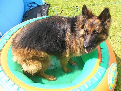Schæferhund Daisy - når det bliver for hård at hopper springer jeg sku bare i det lille bade bassin billede 17